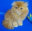 Продам Персидский котенок окрас красный мрамор